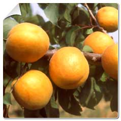 Damasqueiros arvores frutiferas